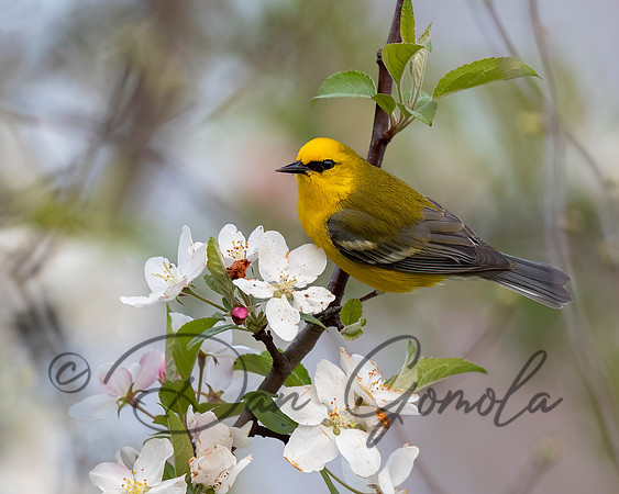 Blue-winged Warbler