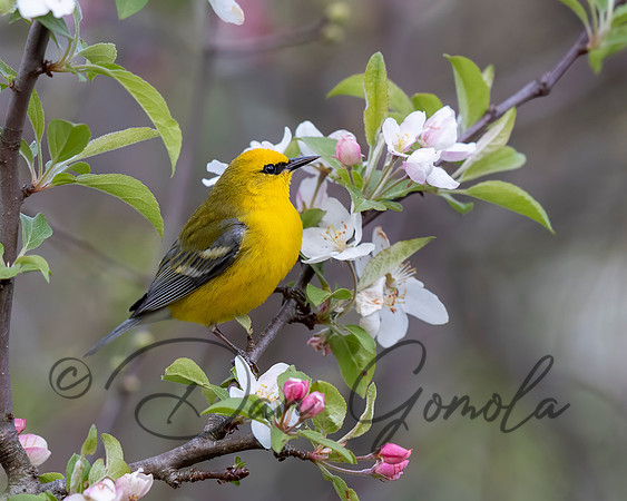 Blue-winged Warbler