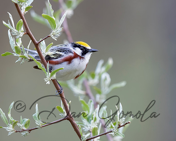 Chestnut-sided Warbler