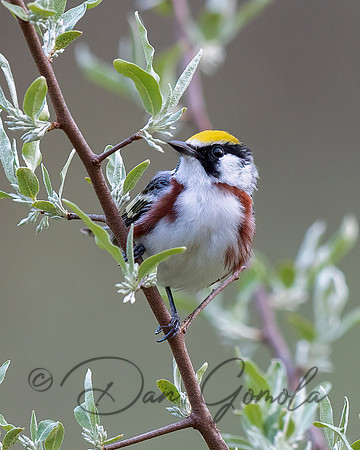 Chestnut-sided Warbler