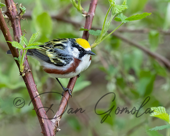 Chestnut-sided Warbler