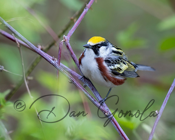 Chestnut-sided Warbler