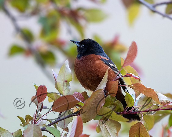 Orchard Oriole