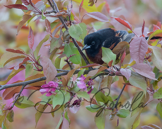 Orchard Oriole