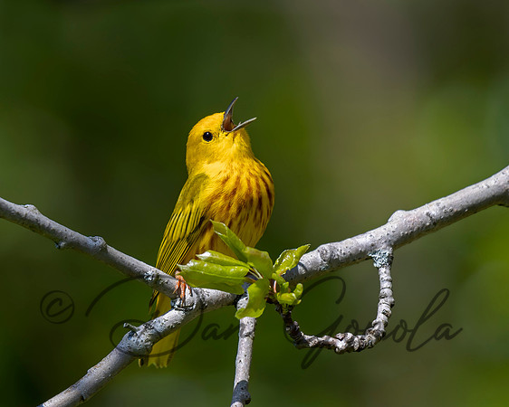 Yellow Warbler