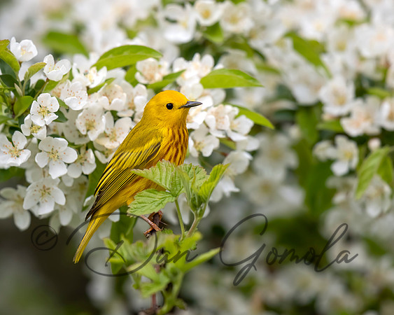 Yellow Warbler