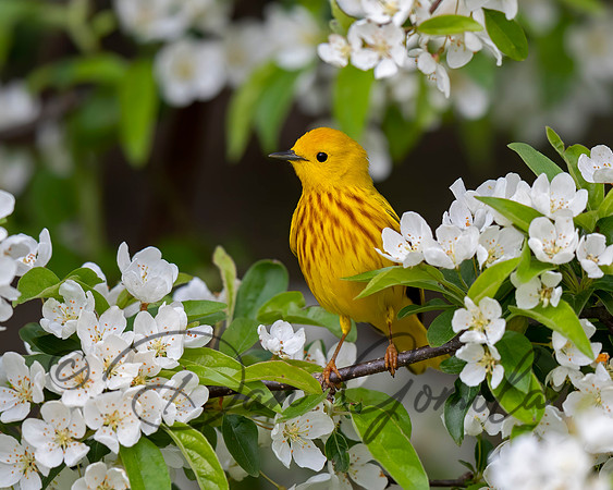 Yellow Warbler