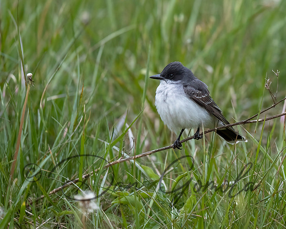 Eastern Kingbird