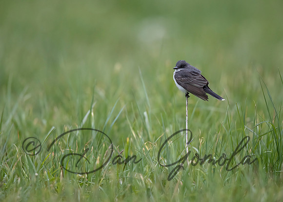 Eastern Kingbird