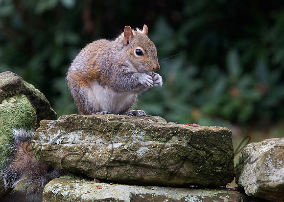Eastern Gray Squirrel