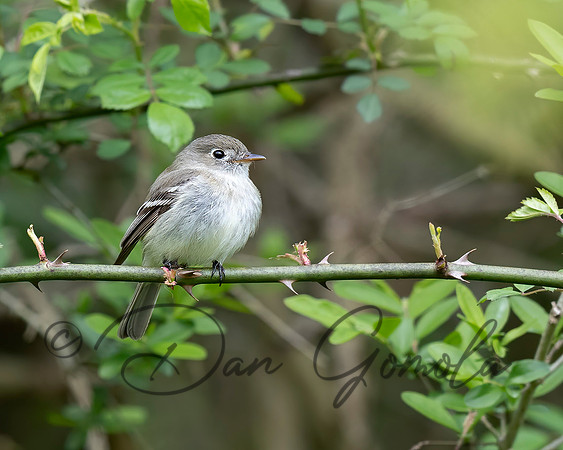 Willow Flycatcher