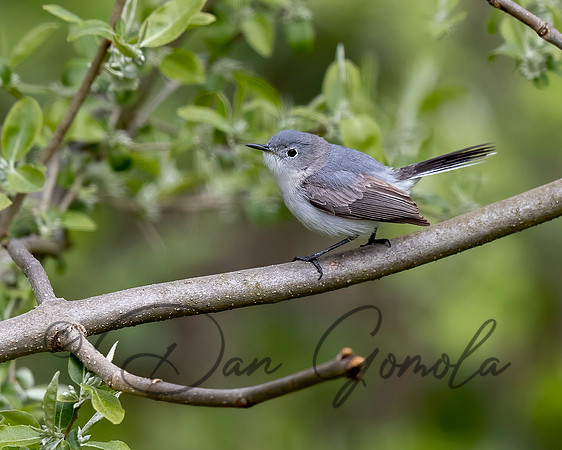 Blue-gray Gnatcatcher