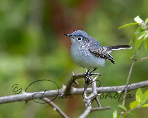Blue-gray Gnatcatcher