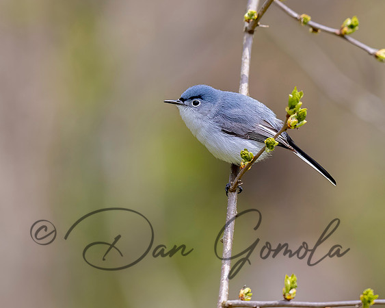 Blue-gray Gnatcatcher