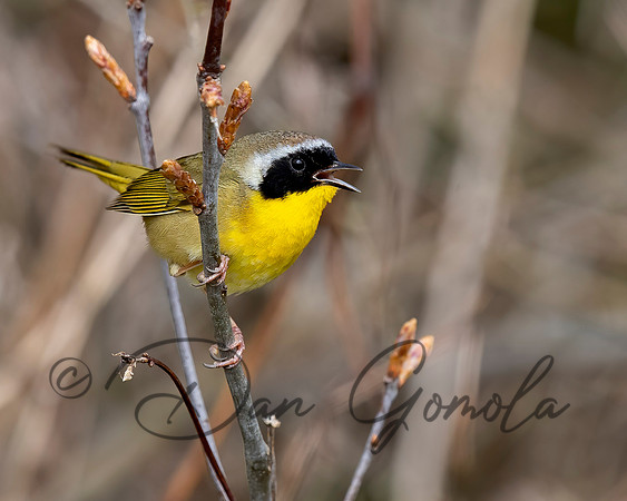 Common Yellowthroat