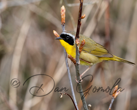 Common Yellowthroat