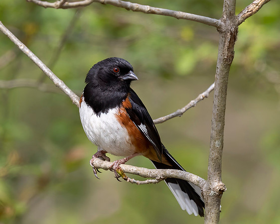 Eastern Towhee