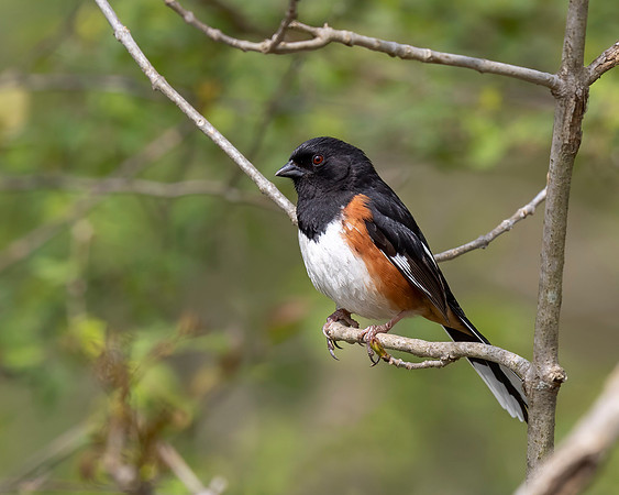 Eastern Towhee
