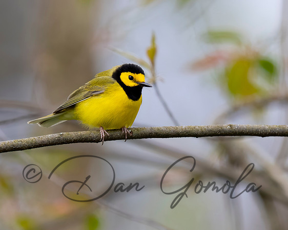 Hooded Warbler