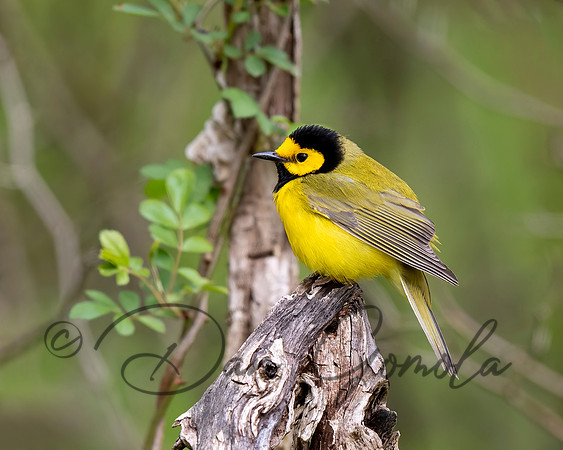 Hooded Warbler