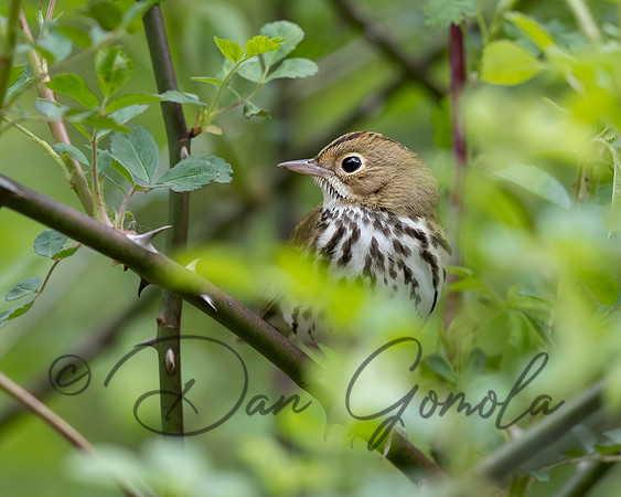 Ovenbird