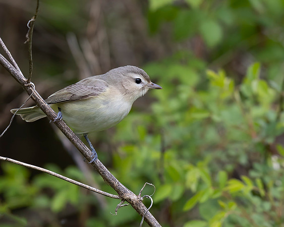 Warbling Vireo