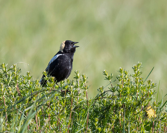 Bobolink