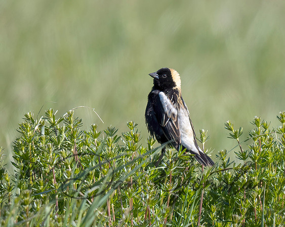 Bobolink