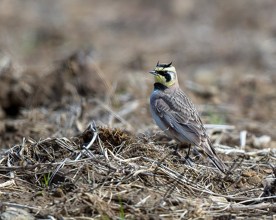 Horned Lark