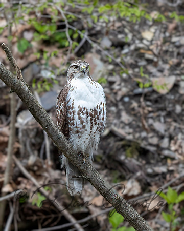 Red-tailed Hawk