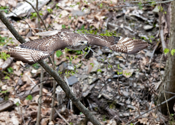 Red-tailed Hawk