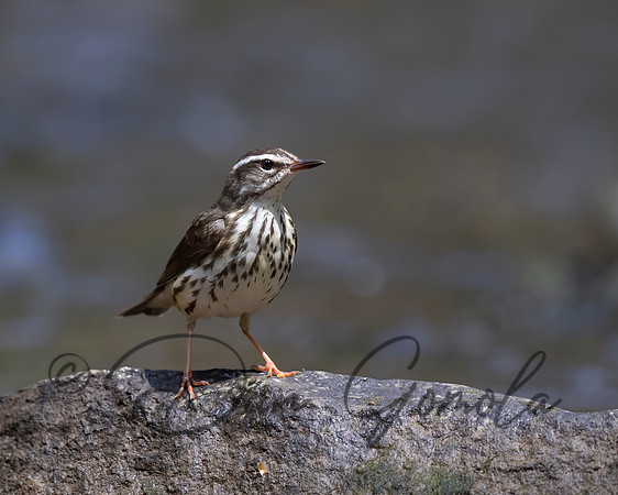 Louisiana Waterthrush