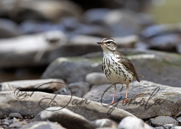 Louisiana Waterthrush