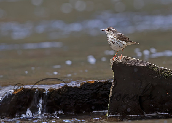 Louisiana Waterthrush