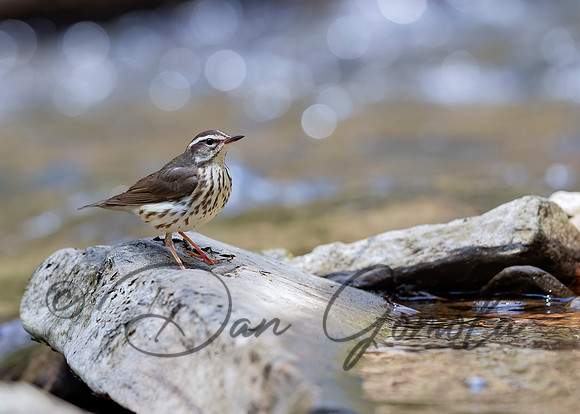 Louisiana Waterthrush