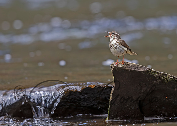 Louisiana Waterthrush