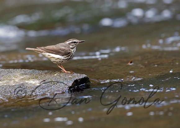 Louisiana Waterthrush
