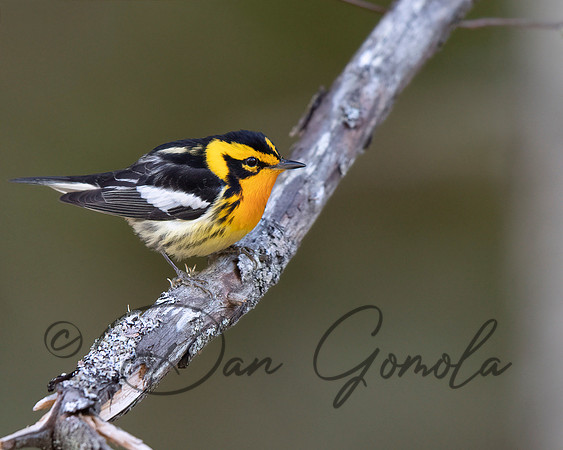 Blackburnian Warbler