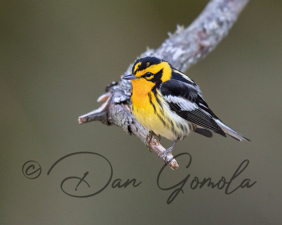 Blackburnian Warbler