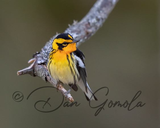 Blackburnian Warbler