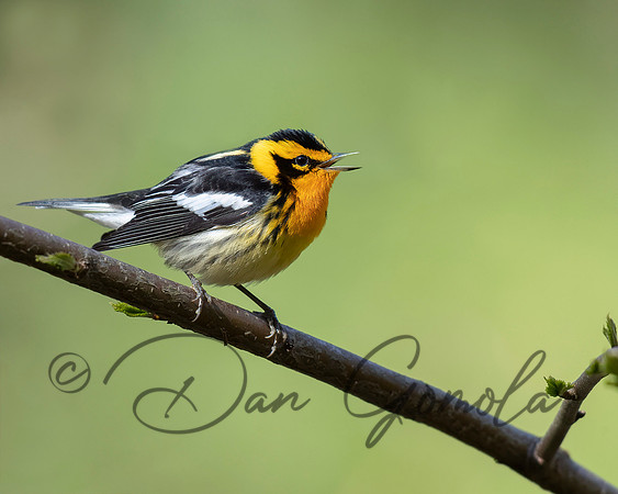 Blackburnian Warbler