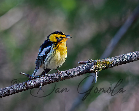 Blackburnian Warbler