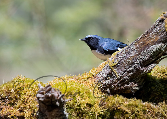 Black-throated Blue Warbler