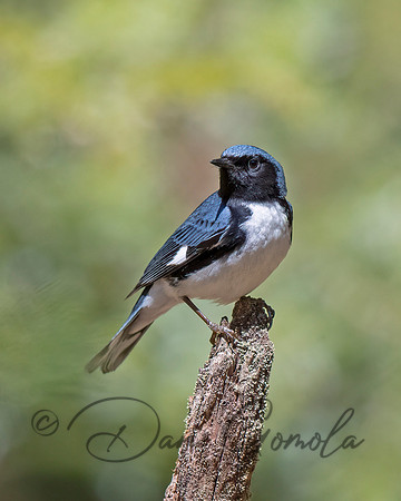 Black-throated Blue Warbler