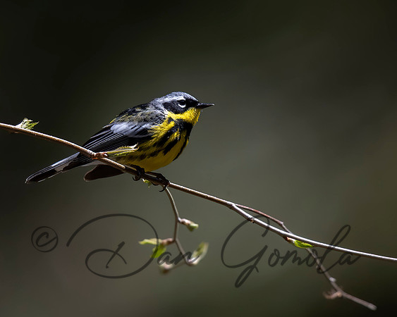 Magnolia Warbler