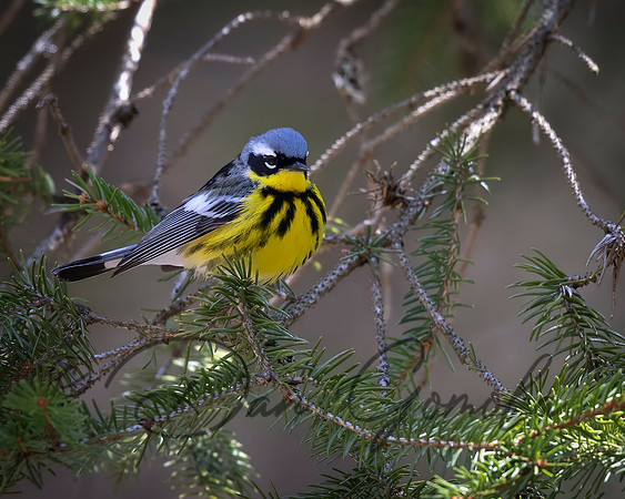 Magnolia Warbler