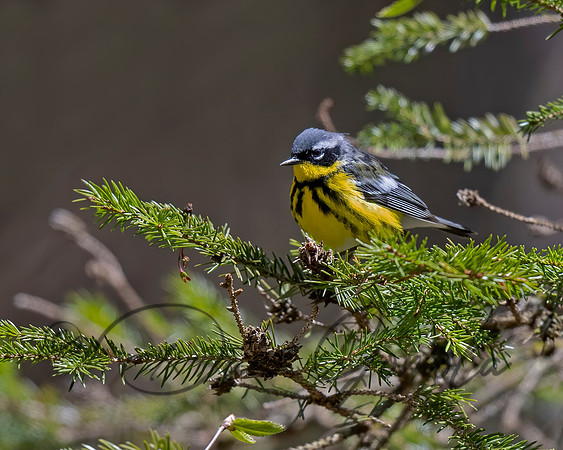 Magnolia Warbler