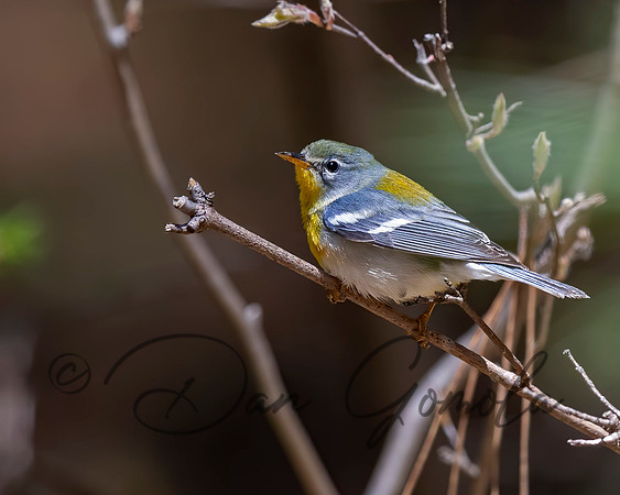 Northern Parula