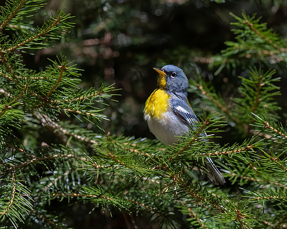 Northern Parula