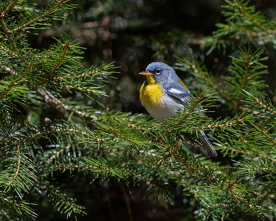 Northern Parula